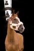 Kantar Teddy - EQUITHEME